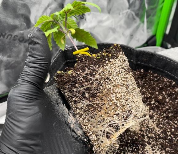 Terpyz - Cheesus Christ S1. Week 3