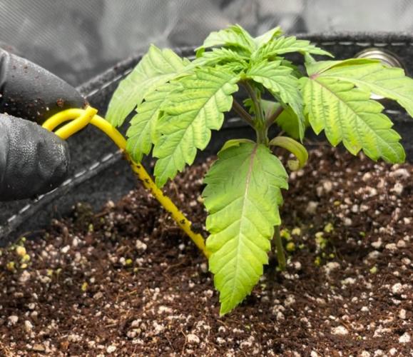 Terpyz - Cheesus Christ S1. Week 3