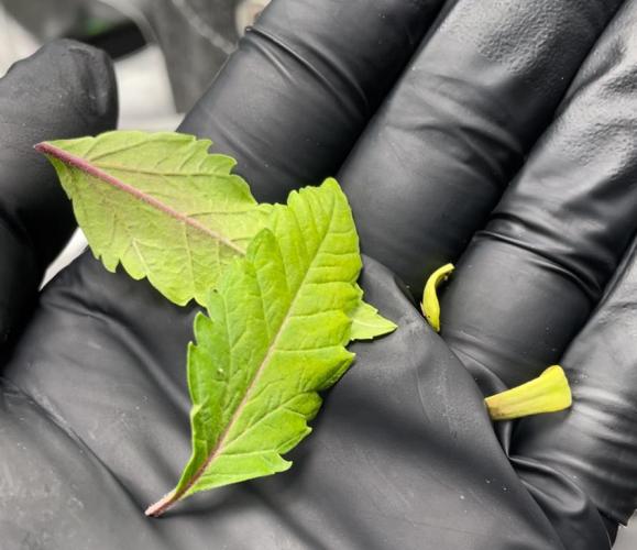 Terpyz - Cheesus Christ S1. Week 3