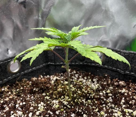 Terpyz - Cheesus Christ S1. Week 3