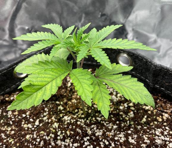 Terpyz - Cheesus Christ S1. Week 3