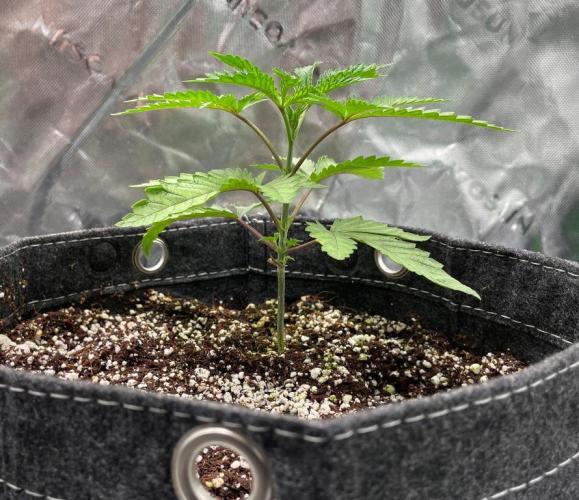 Terpyz - Cheesus Christ S1. Week 4