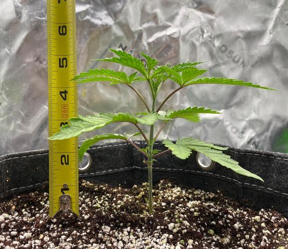 Terpyz - Cheesus Christ S1. Week 4