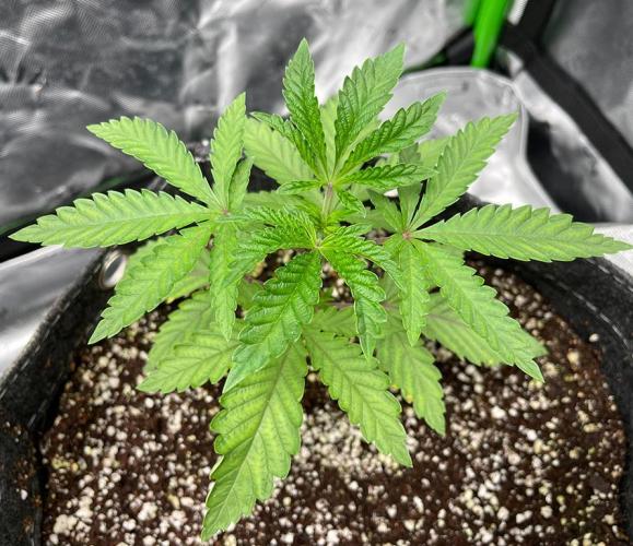 Terpyz - Cheesus Christ S1. Week 4