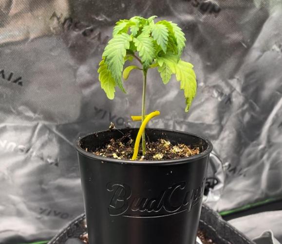 Terpyz - Neon Wasabii. Week 3