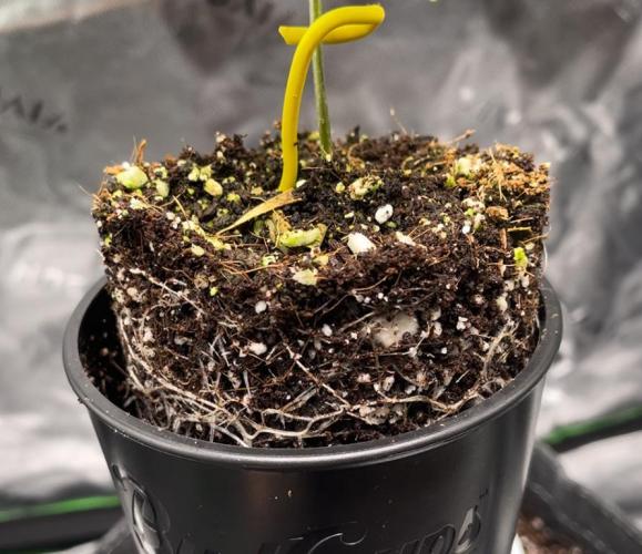 Terpyz - Neon Wasabii. Week 3