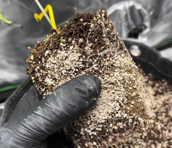 Terpyz - Neon Wasabii. Week 3