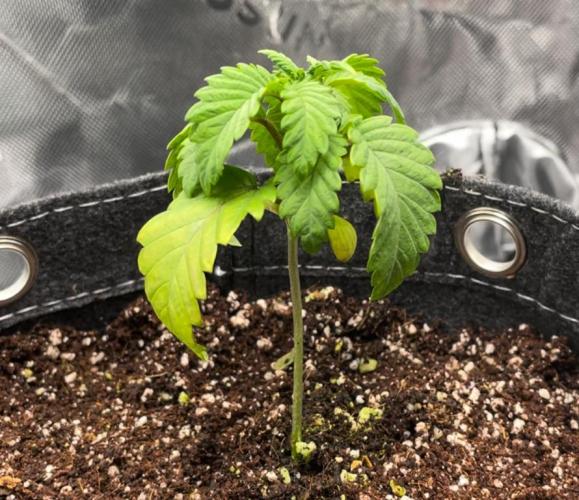 Terpyz - Neon Wasabii. Week 3