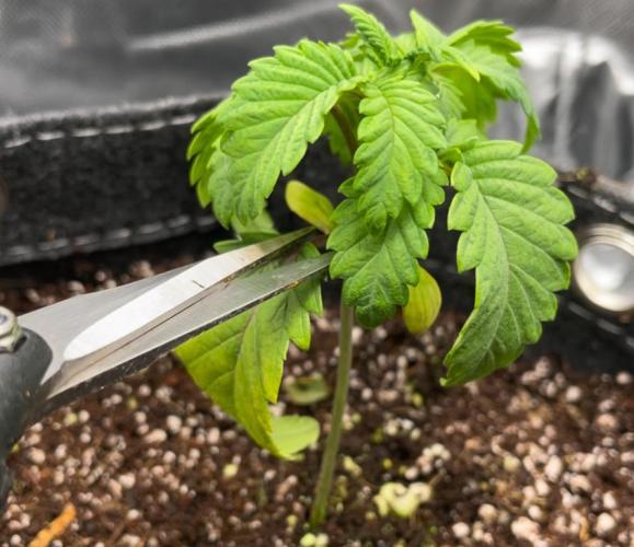 Terpyz - Neon Wasabii. Week 3