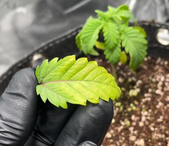 Terpyz - Neon Wasabii. Week 3