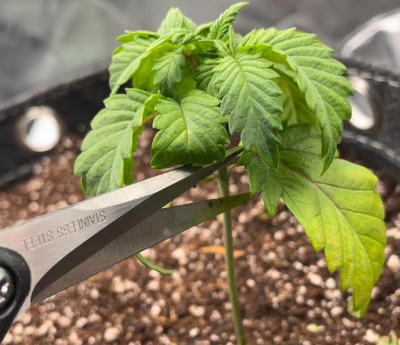 Terpyz - Neon Wasabii. Week 3