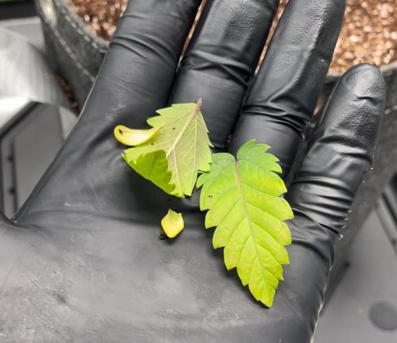 Terpyz - Neon Wasabii. Week 3