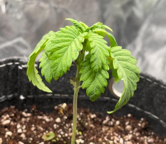 Terpyz - Neon Wasabii. Week 3