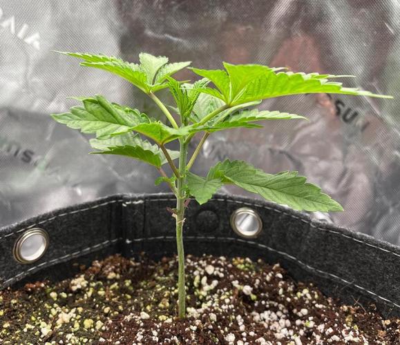 Terpyz - Neon Wasabii. Week 3