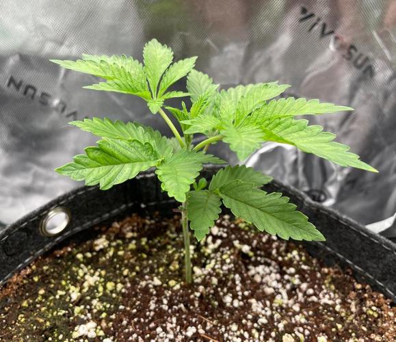 Terpyz - Neon Wasabii. Week 3