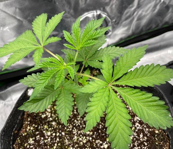 Terpyz - Neon Wasabii. Week 4