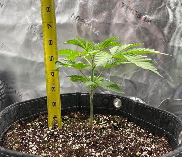 Terpyz - Neon Wasabii. Week 4