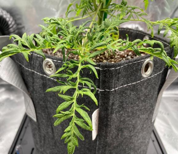 Terpyz - Mentha De Croco. Week 5