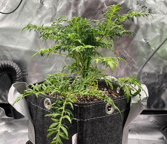 Terpyz - Mentha De Croco. Week 5