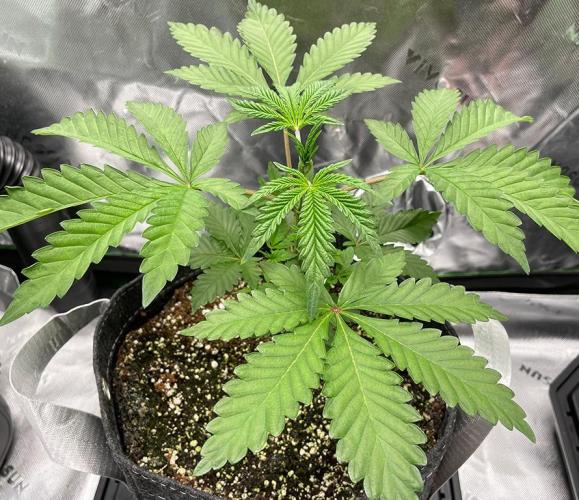 Terpyz - Neon Wasabii. Week 4