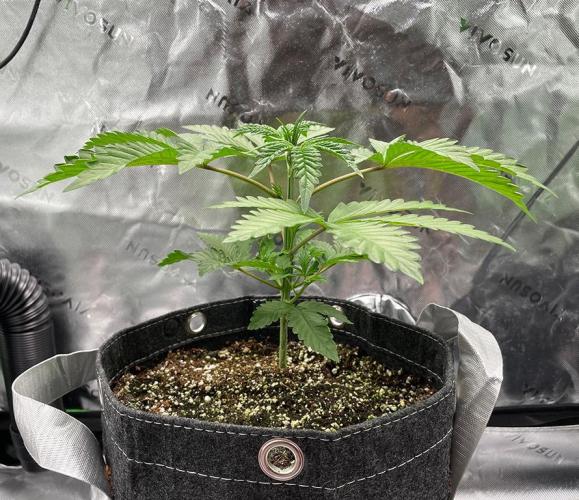 Terpyz - Neon Wasabii. Week 4