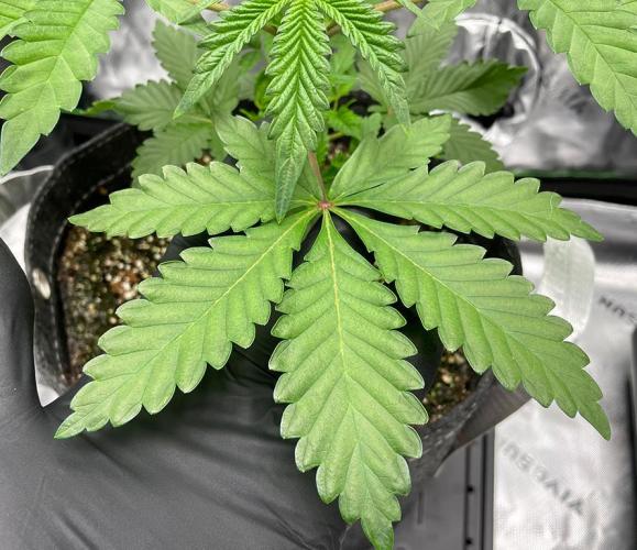 Terpyz - Neon Wasabii. Week 4