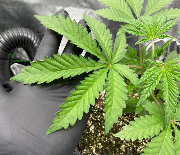 Terpyz - Neon Wasabii. Week 4