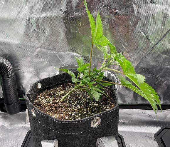 Terpyz - Neon Wasabii. Week 4