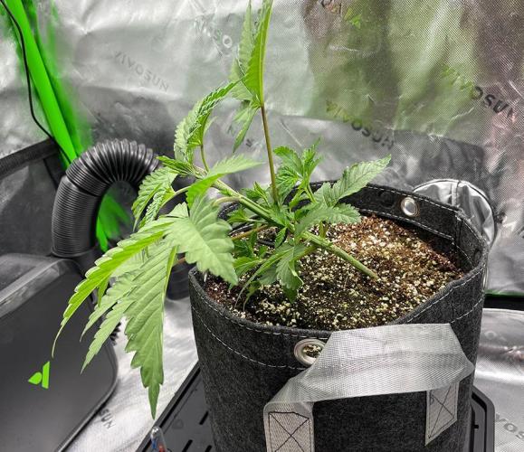 Terpyz - Neon Wasabii. Week 4