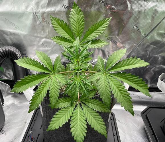 Terpyz - Neon Wasabii. Week 4