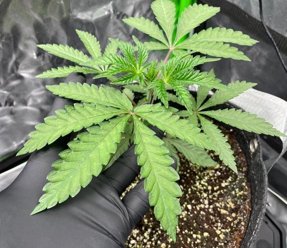 Terpyz - Cheesus Christ S1. Week 4