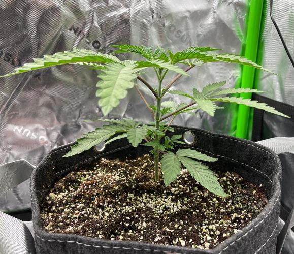 Terpyz - Cheesus Christ S1. Week 4