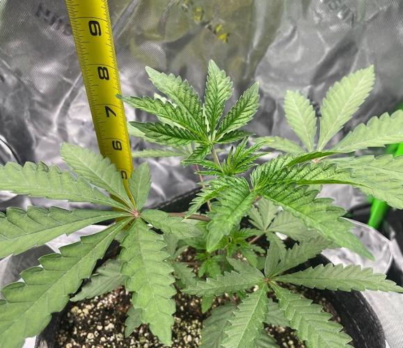 Terpyz - Cheesus Christ S1. Week 4