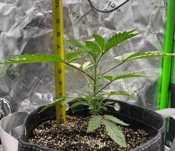 Terpyz - Cheesus Christ S1. Week 4