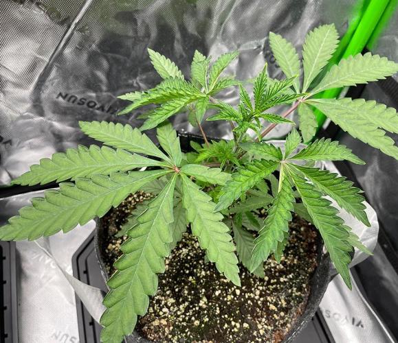 Terpyz - Cheesus Christ S1. Week 5