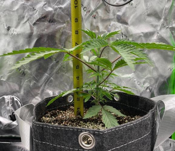 Terpyz - Cheesus Christ S1. Week 5