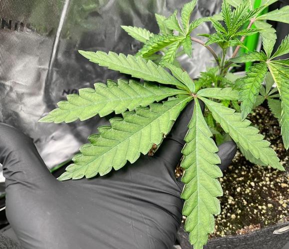 Terpyz - Cheesus Christ S1. Week 5