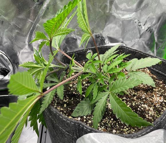 Terpyz - Cheesus Christ S1. Week 5