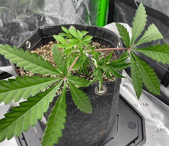 Terpyz - Cheesus Christ S1. Week 5