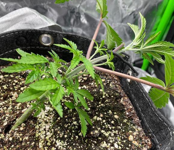 Terpyz - Cheesus Christ S1. Week 5