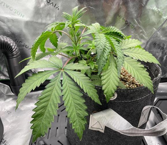 Terpyz - Neon Wasabii. Week 5