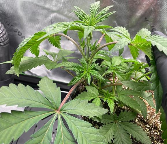 Terpyz - Neon Wasabii. Week 5