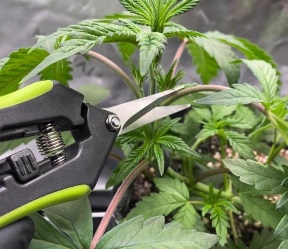 Terpyz - Neon Wasabii. Week 5