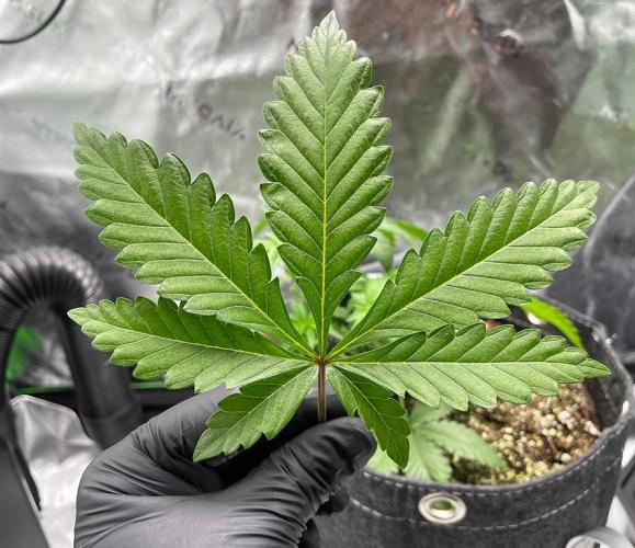 Terpyz - Neon Wasabii. Week 5