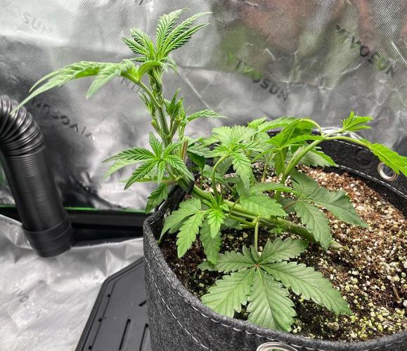 Terpyz - Neon Wasabii. Week 5