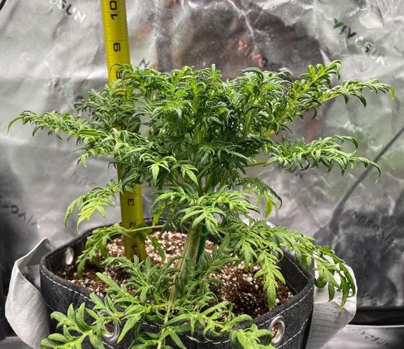 Terpyz - Mentha De Croco. Week 6