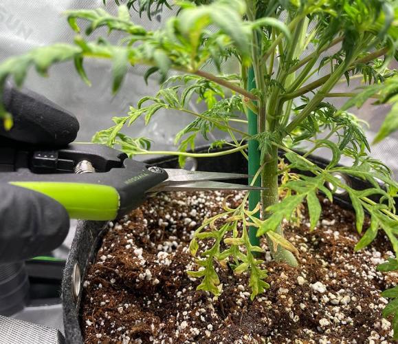 Terpyz - Mentha De Croco. Week 6