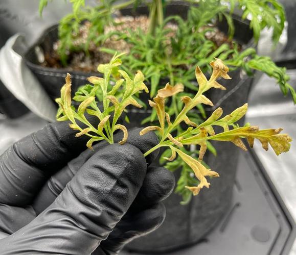 Terpyz - Mentha De Croco. Week 6