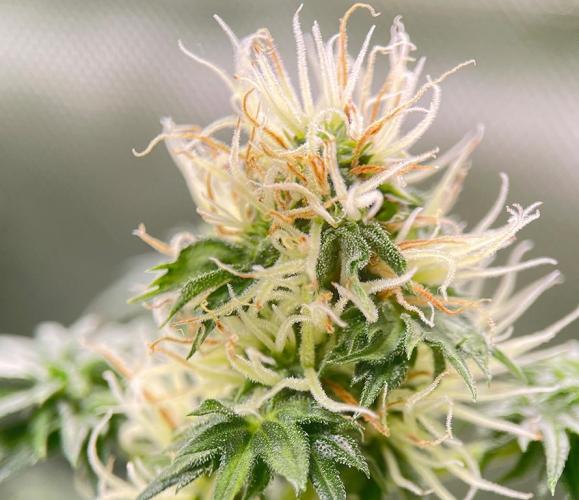 Terpyz - Dooligah 0G F3. Week 12