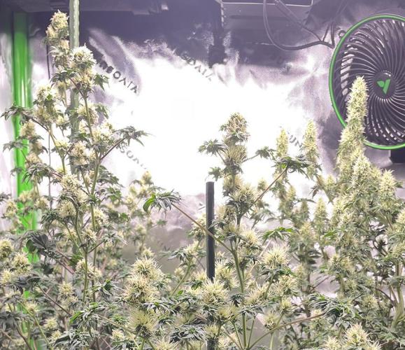 Terpyz - Dooligah 0G F3. Week 12